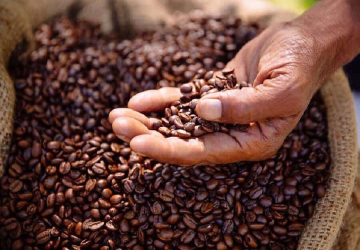 Cách rang cafe mộc giữ được hương vị đặc trưng của hạt cà phê