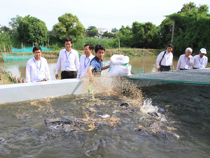 Mô hình nuôi cá trê trong bể xi măng hiệu quả nhất